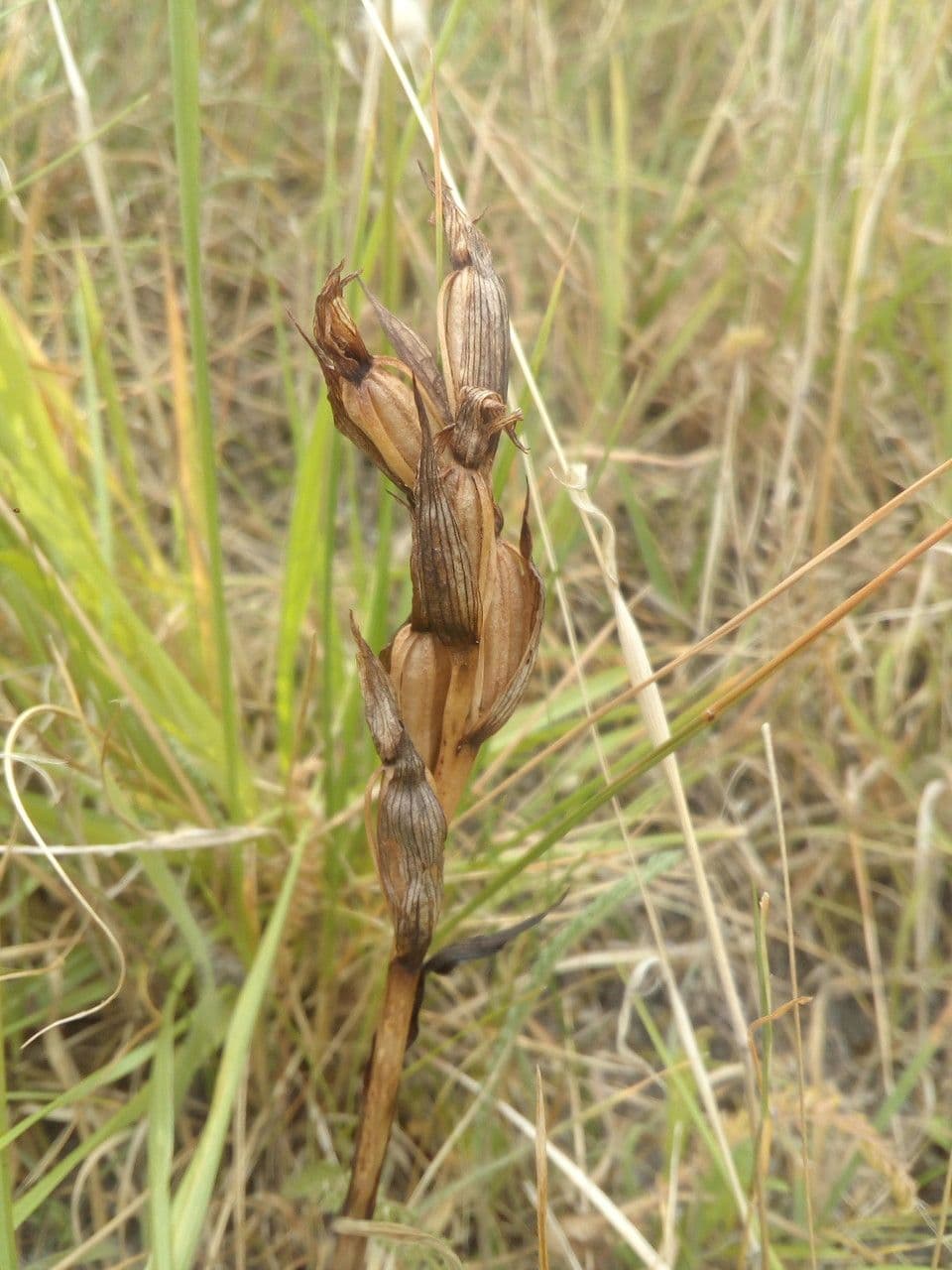 Serapias parviflora 3
