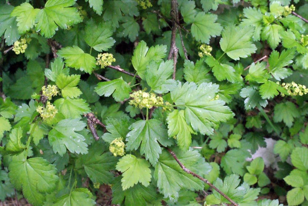 Ribes alpino 26