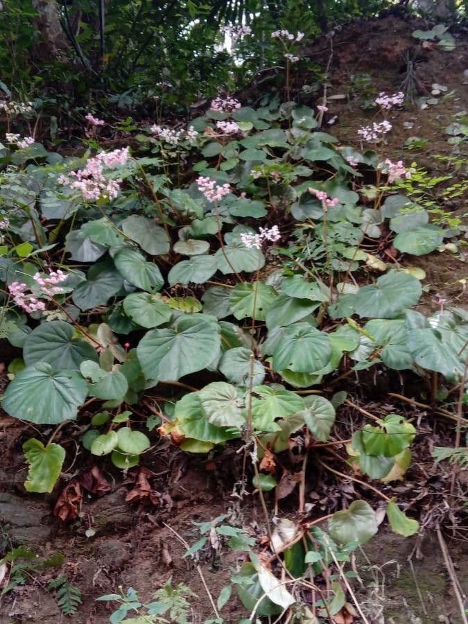 Begonia 8