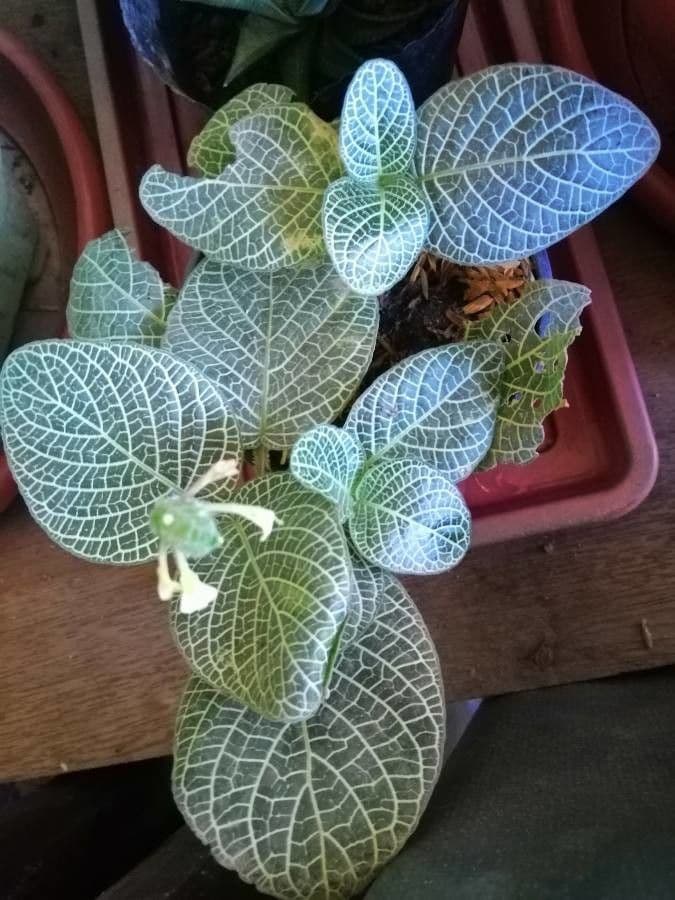 Fittonia 3