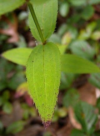 Rhexia virginica 13