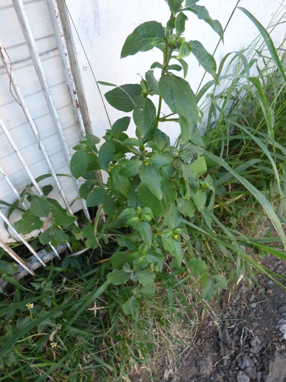 Acanthospermum 14