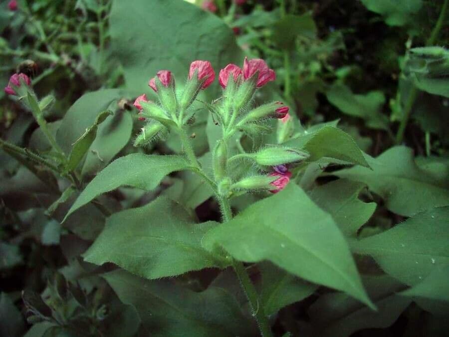 Polmonaria rossa 6