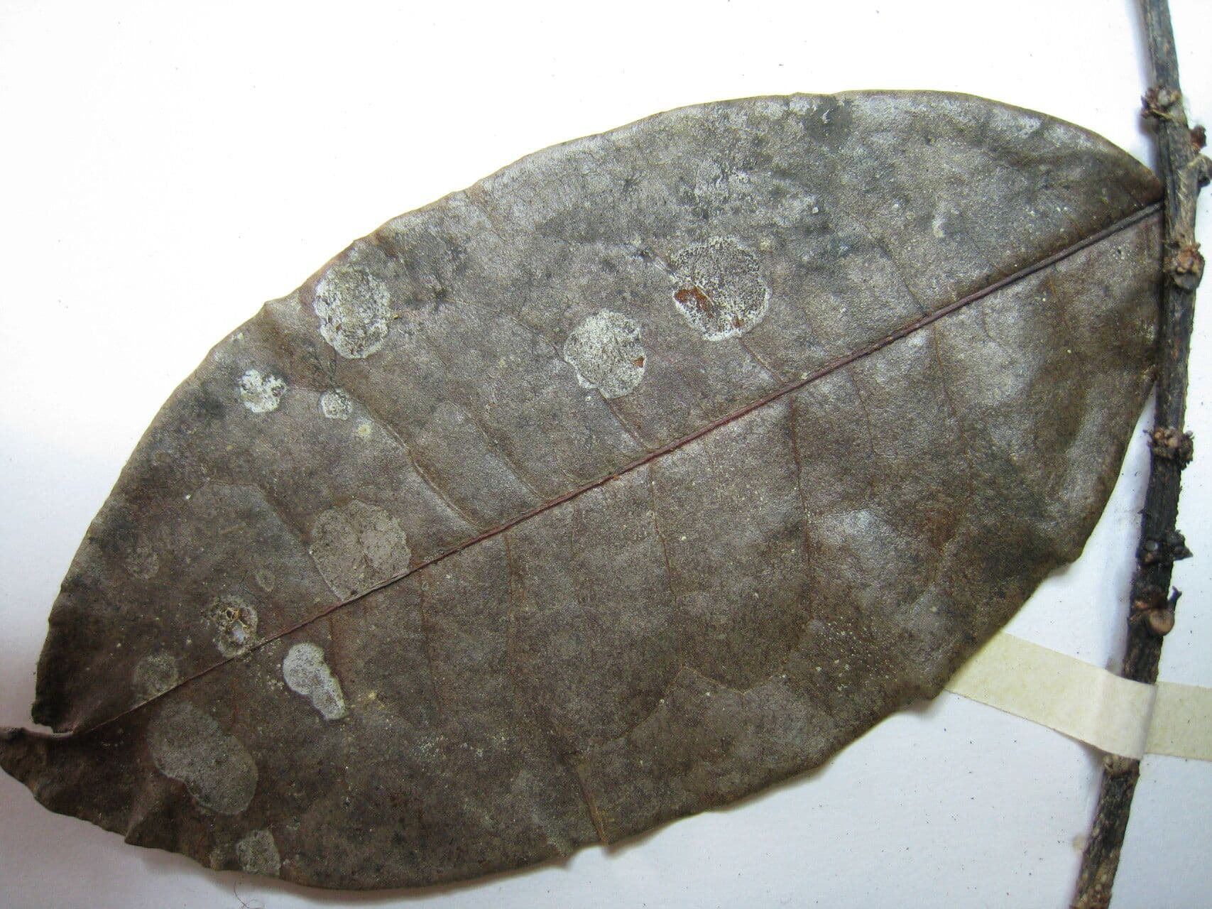 Erythroxylum citrifolium 11
