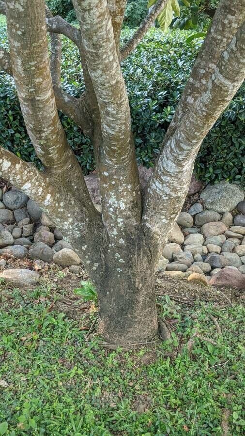 Albero del pane 24