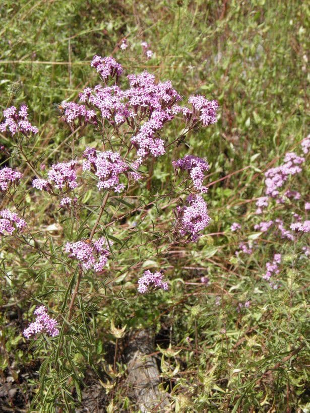Stevia viscosa 7