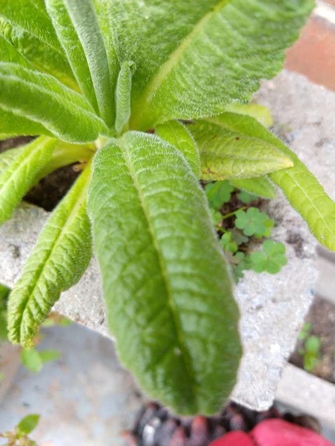 Primula 16