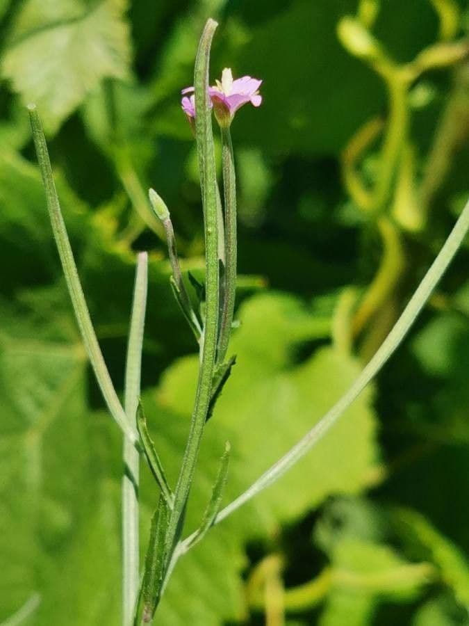 Garofanino quadrangolare 10