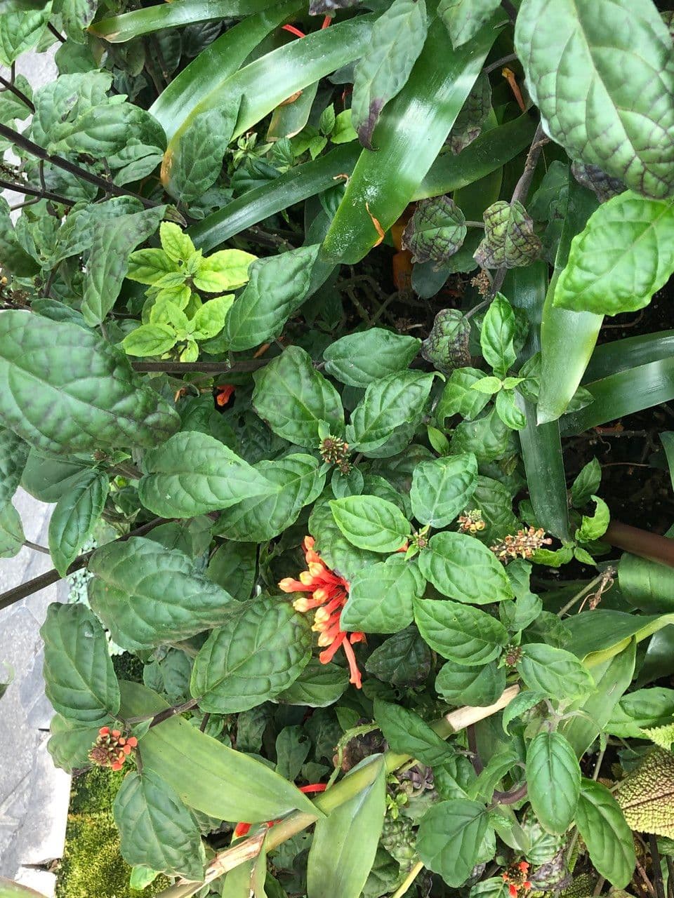 Scutellaria 14