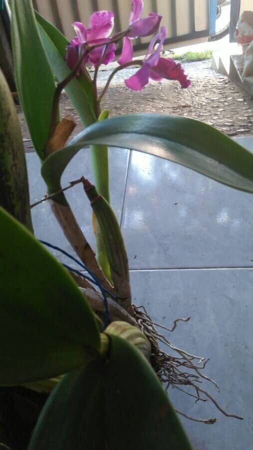 Lawrence-Cattleya 3