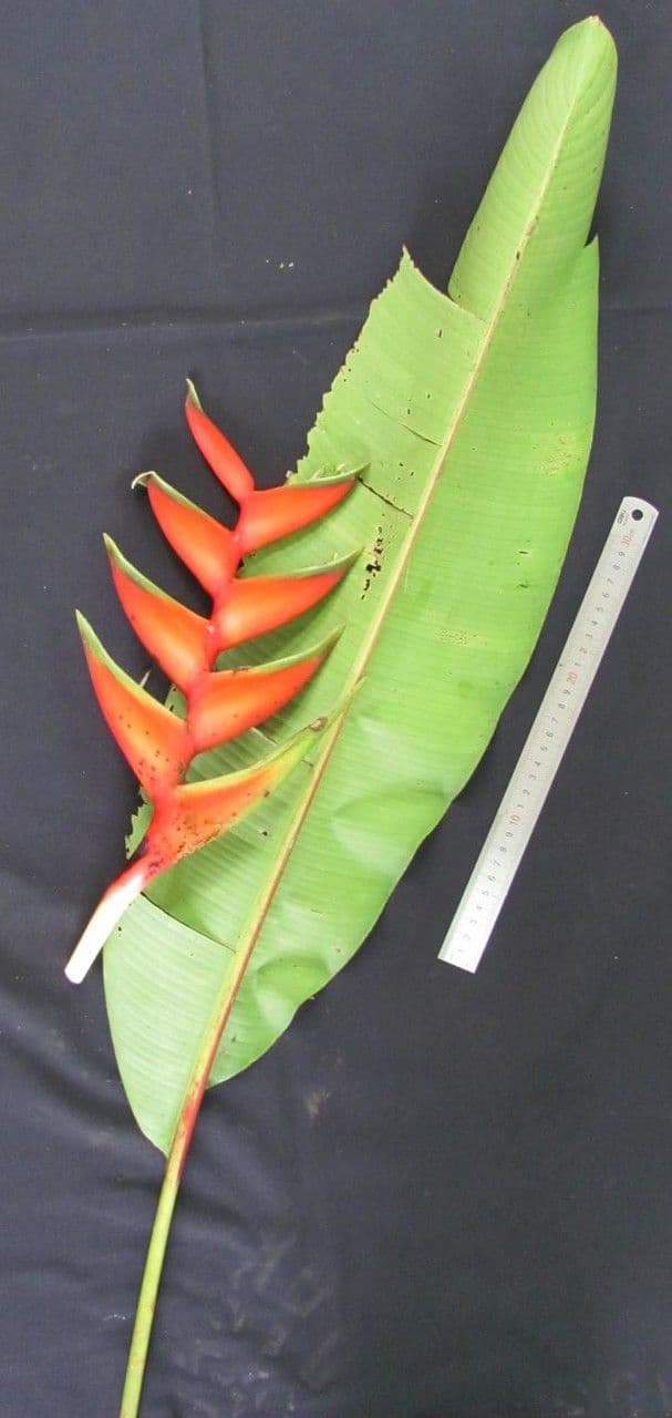 Fiore pappagallo 28