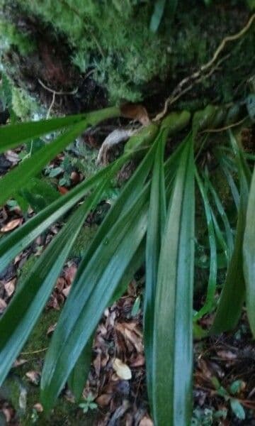 Bulbophyllum 3