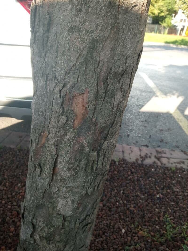 Photinia serrata 21