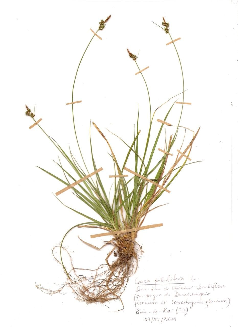 Carice pilulifera 25