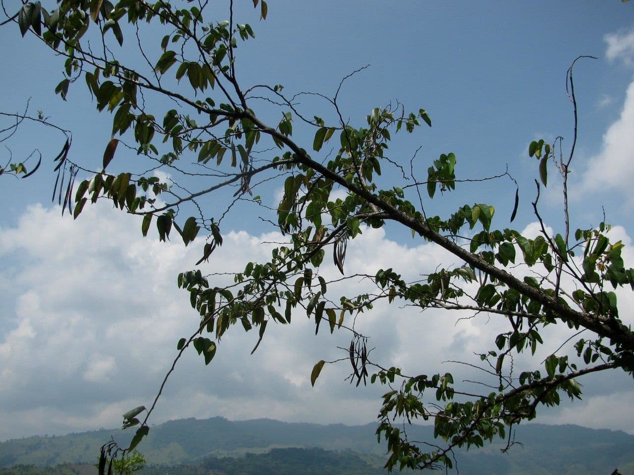 Bauhinia ungulata 20