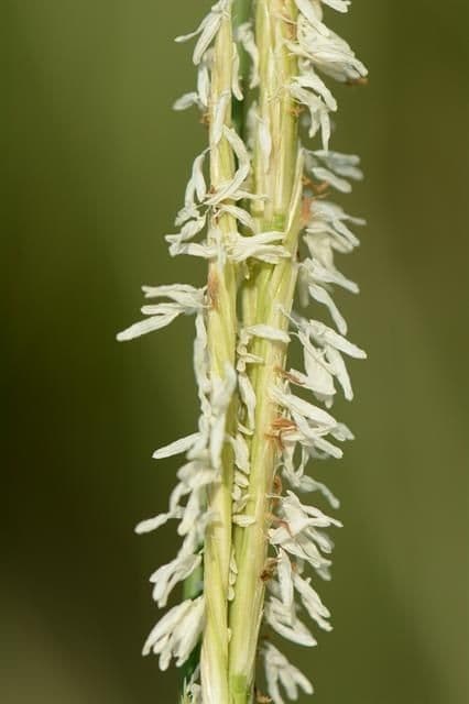 Smooth cordgrass 7
