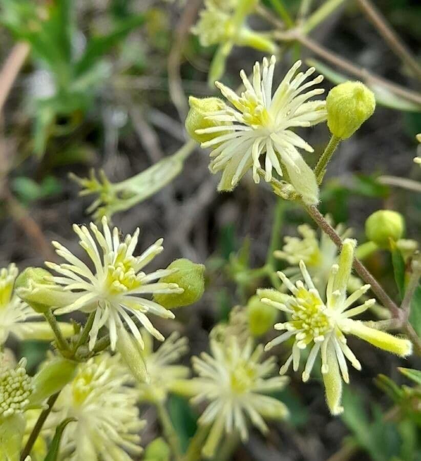 Clematis campestris 2