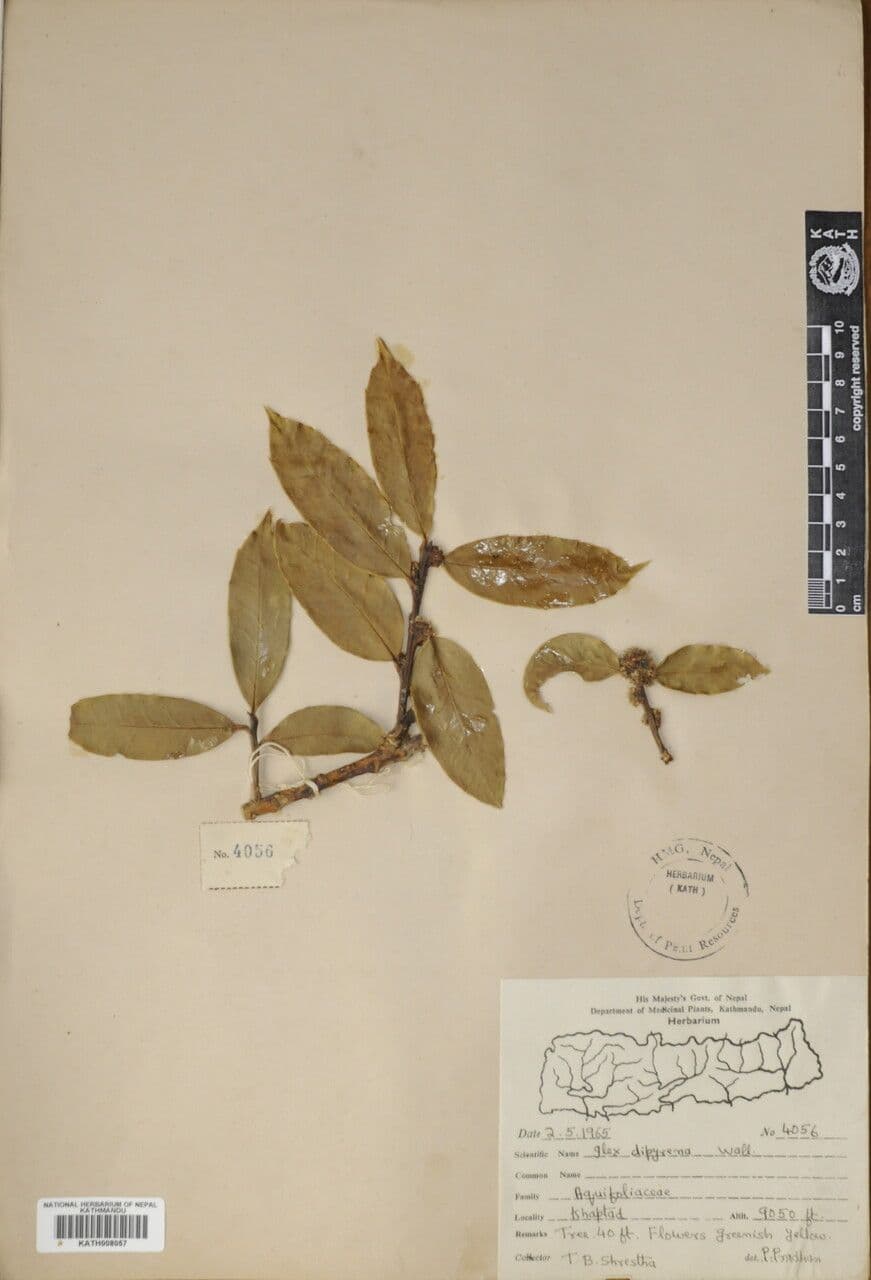 Ilex 9