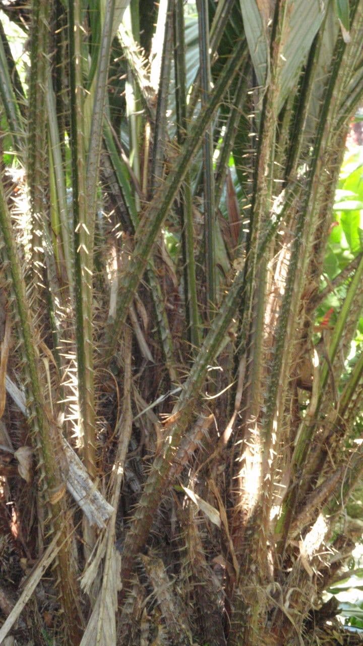 Salak