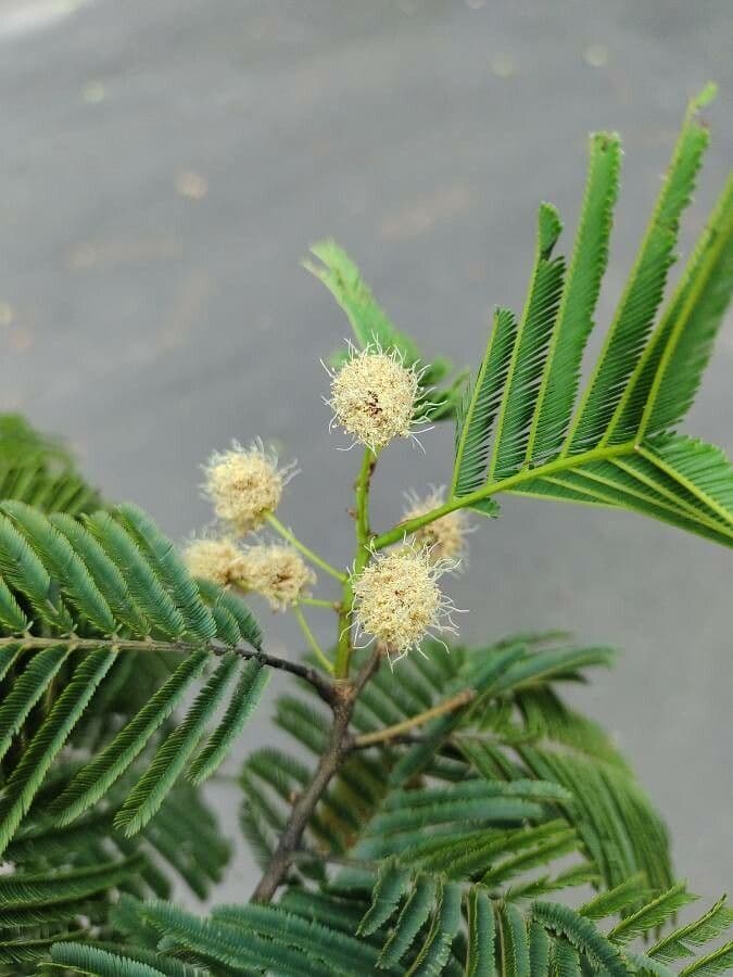 Anadenanthera 7