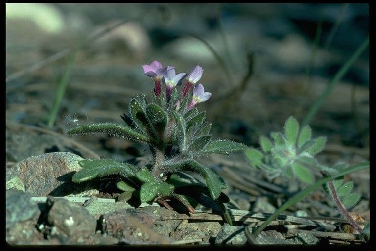 Collomia 3