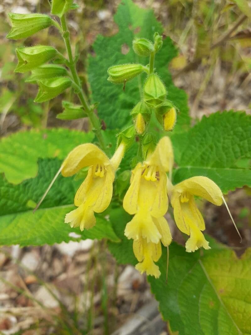 Salvia vischiosa 6