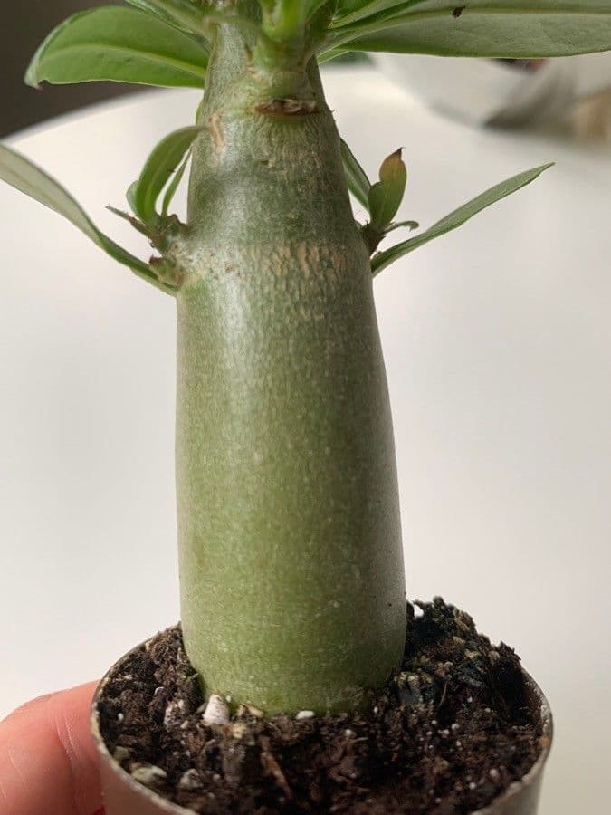 Pachypodium 20
