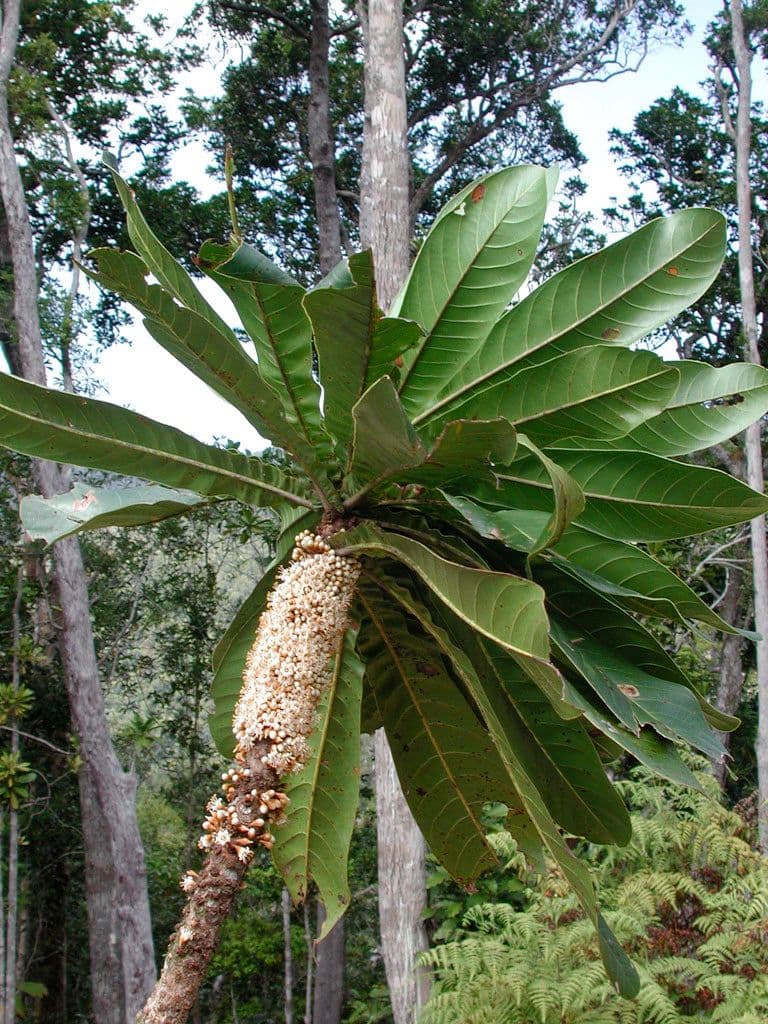Pycnandra 6