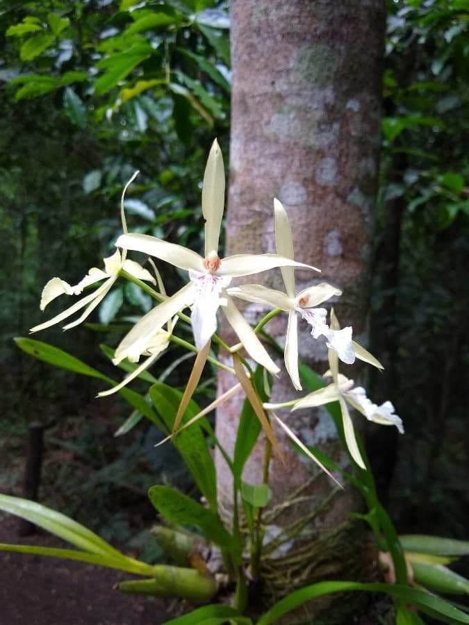 Miltonia 4