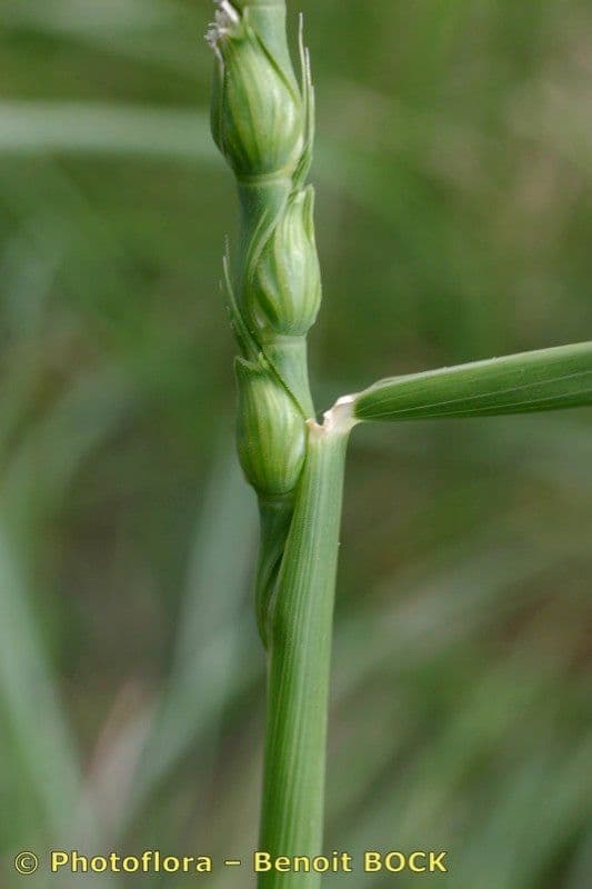 Aegilops ventricosa 20