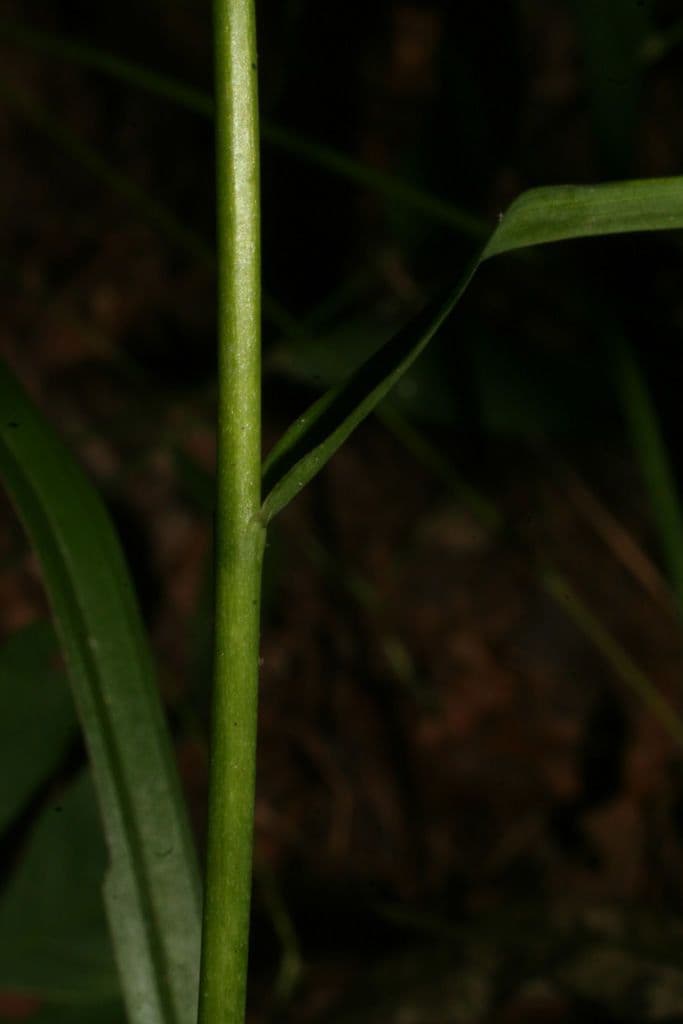 Stenanthium trávolisté 10