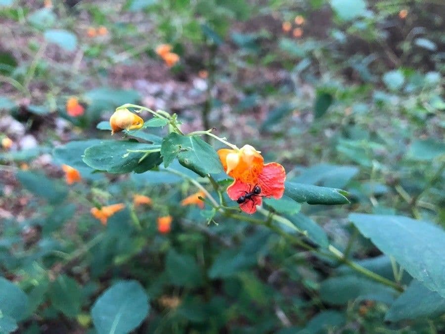 Orangerotes Springkraut 28