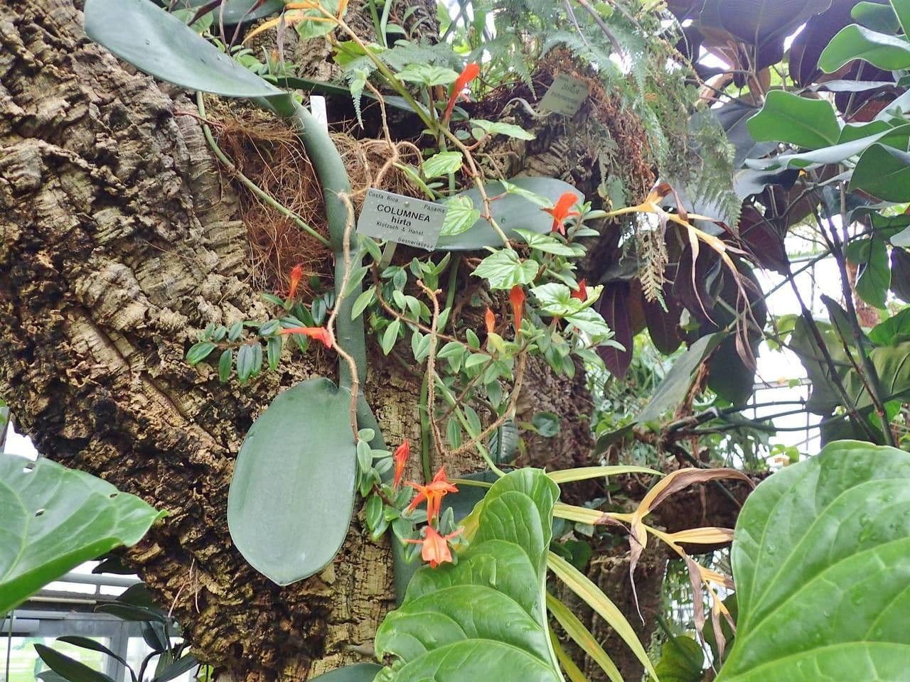 Columnea 10