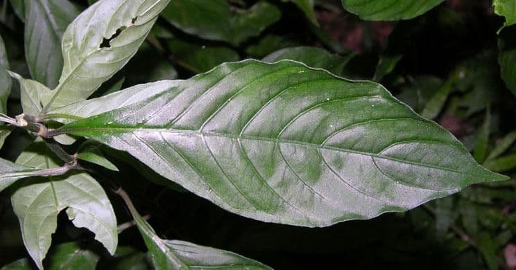 Palicourea hebeclada 6