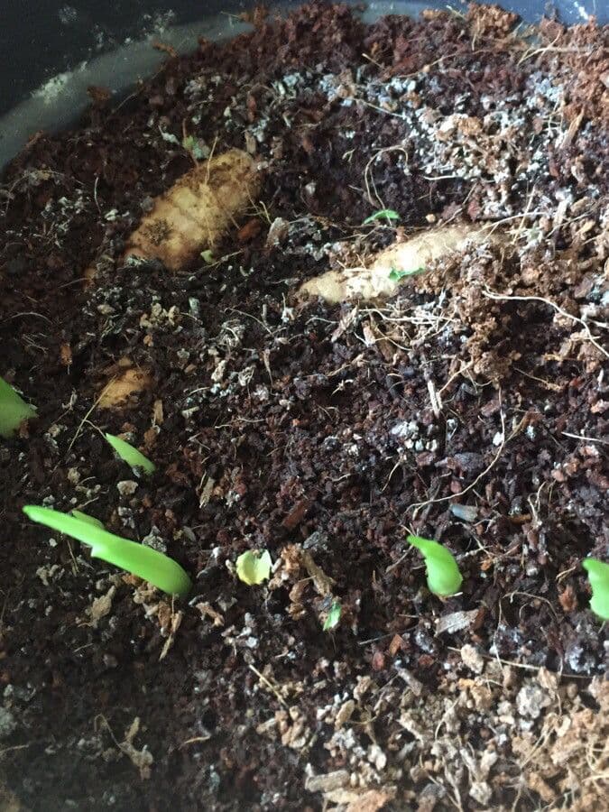 Curcuma 6