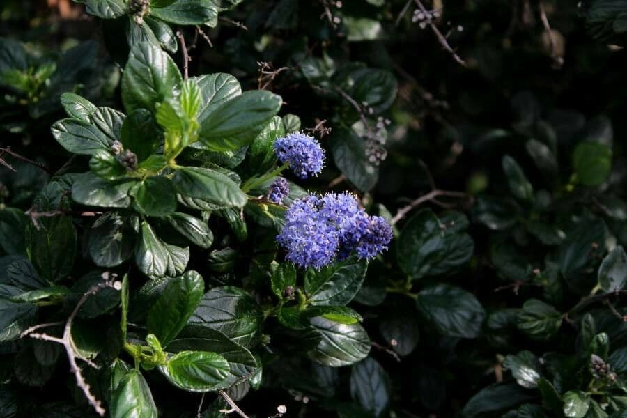 Ceanoto arboreo 9