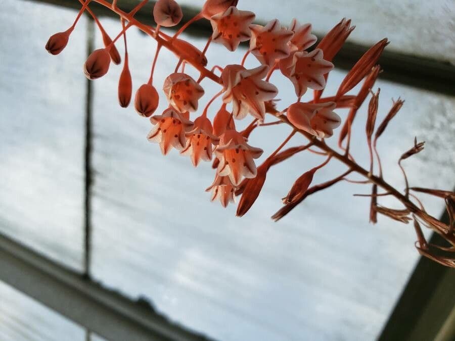 Aloe