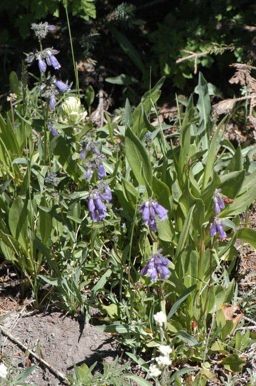 Penstemon 7