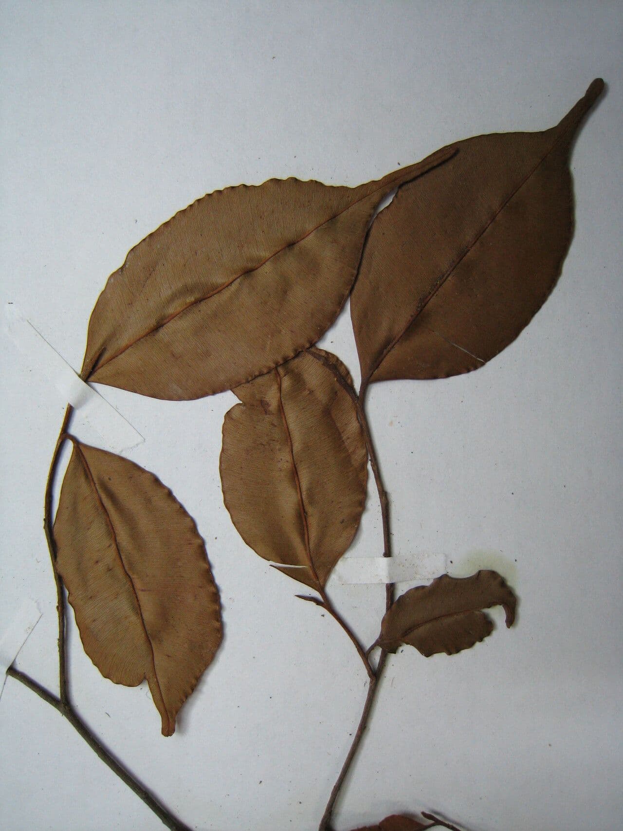 Micropholis venulosa