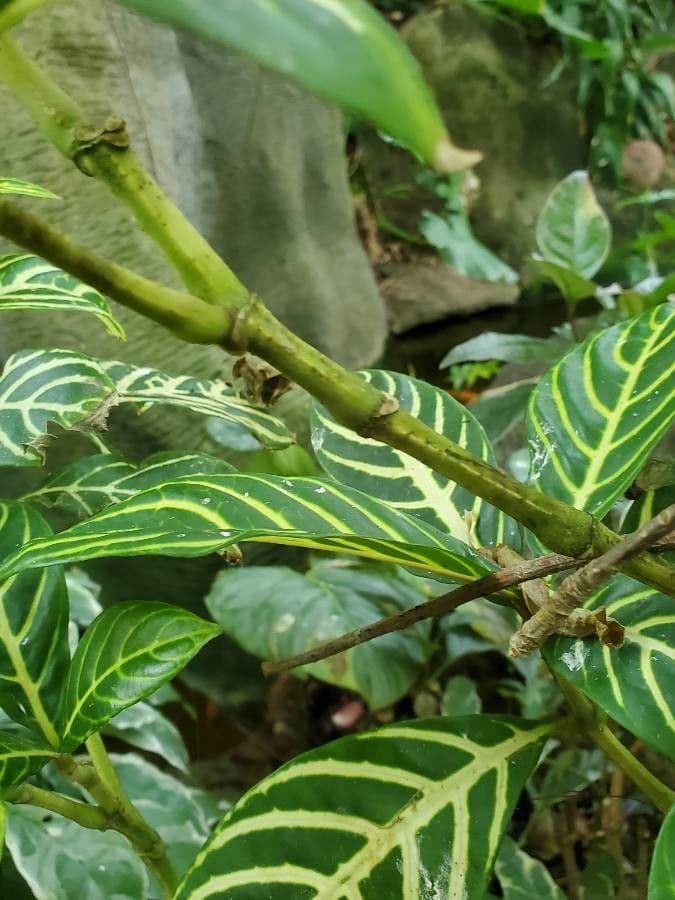 Aphelandra 18