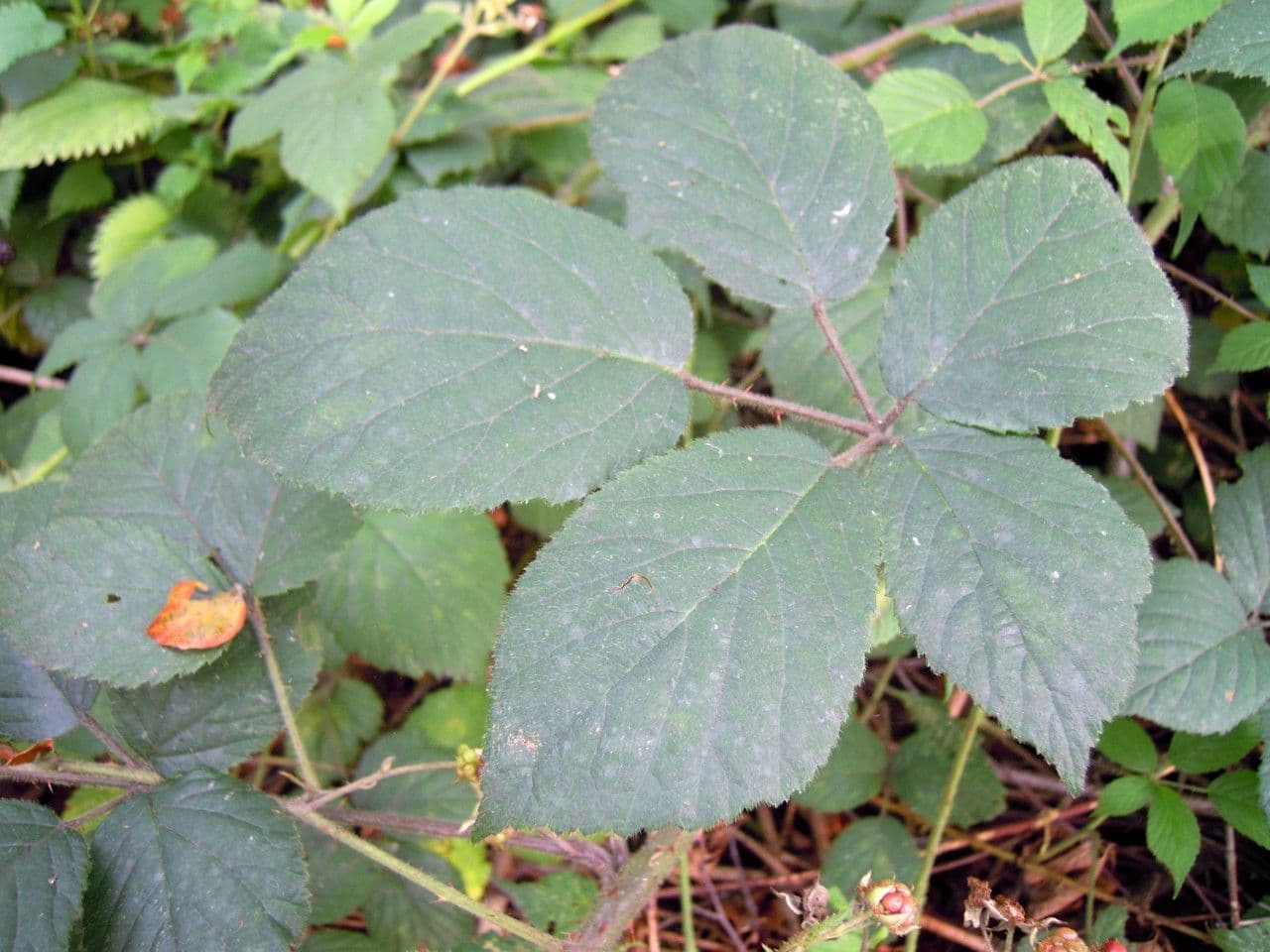 Rubus 3