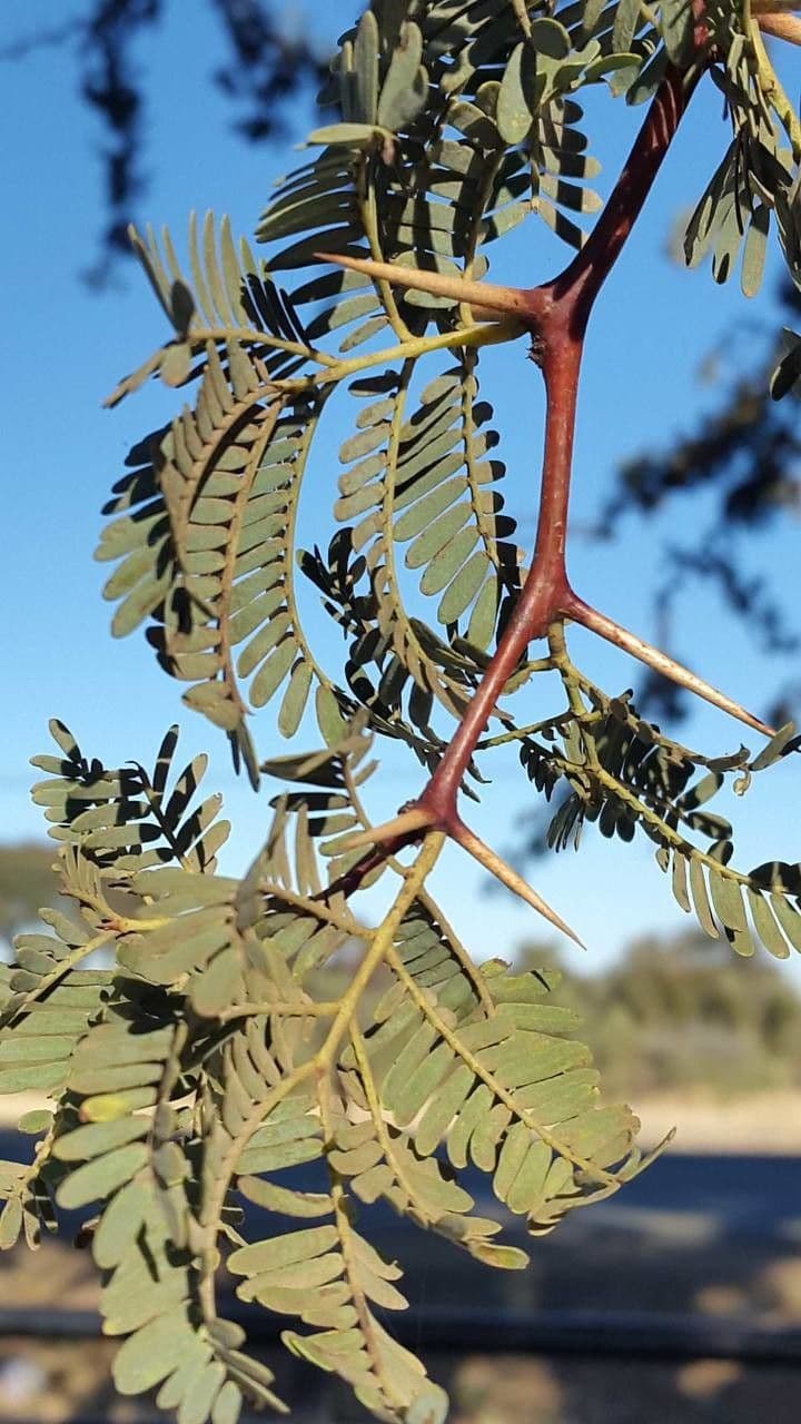 Acacia erioloba 17
