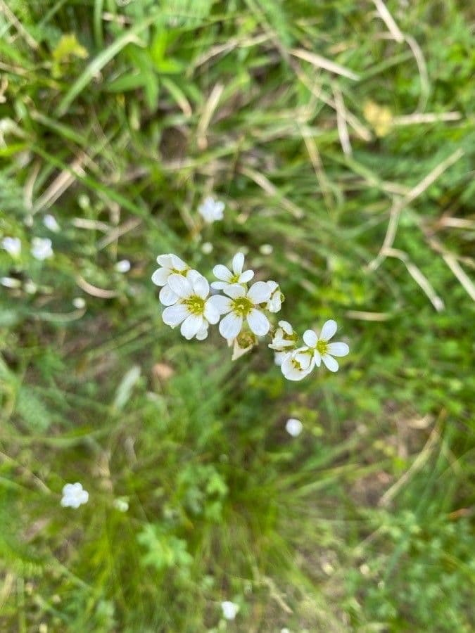 Sassifraga bulbifera 3