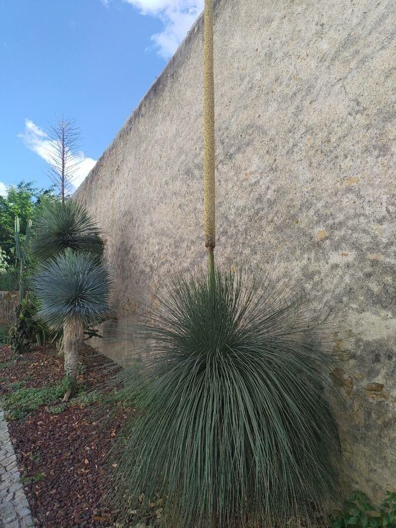 Xanthorrhoea glauca 4