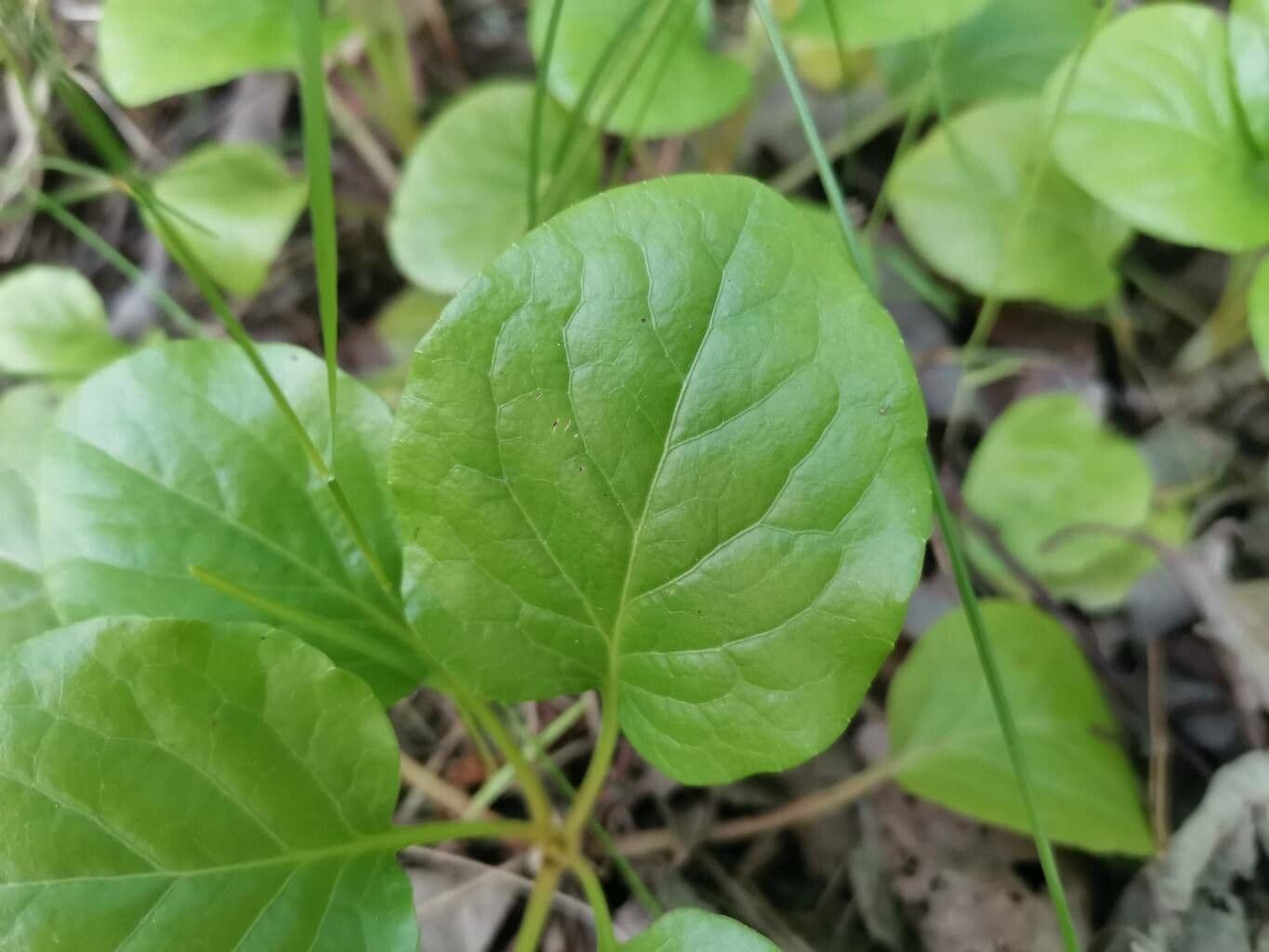 Round-leaf wintergreen 16