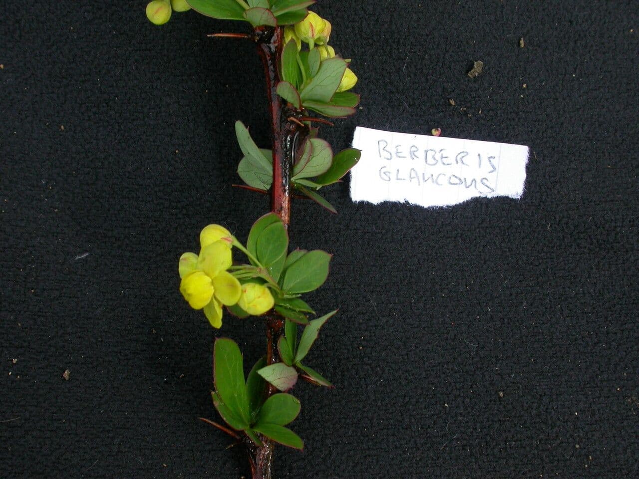 Berberitze 5