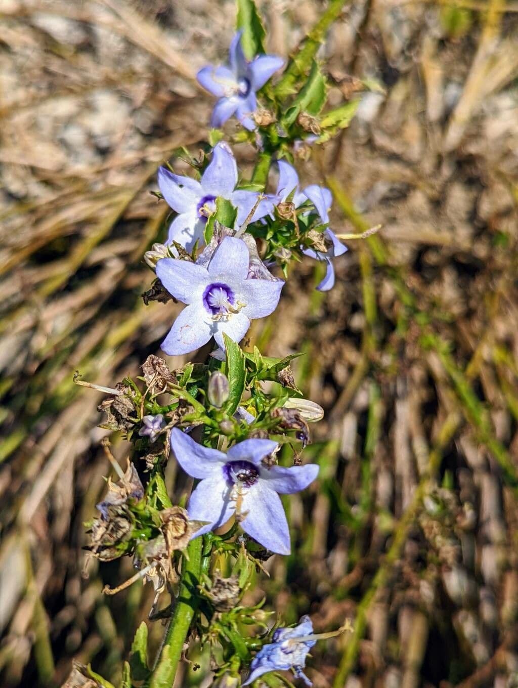 Campanula versicolore 4