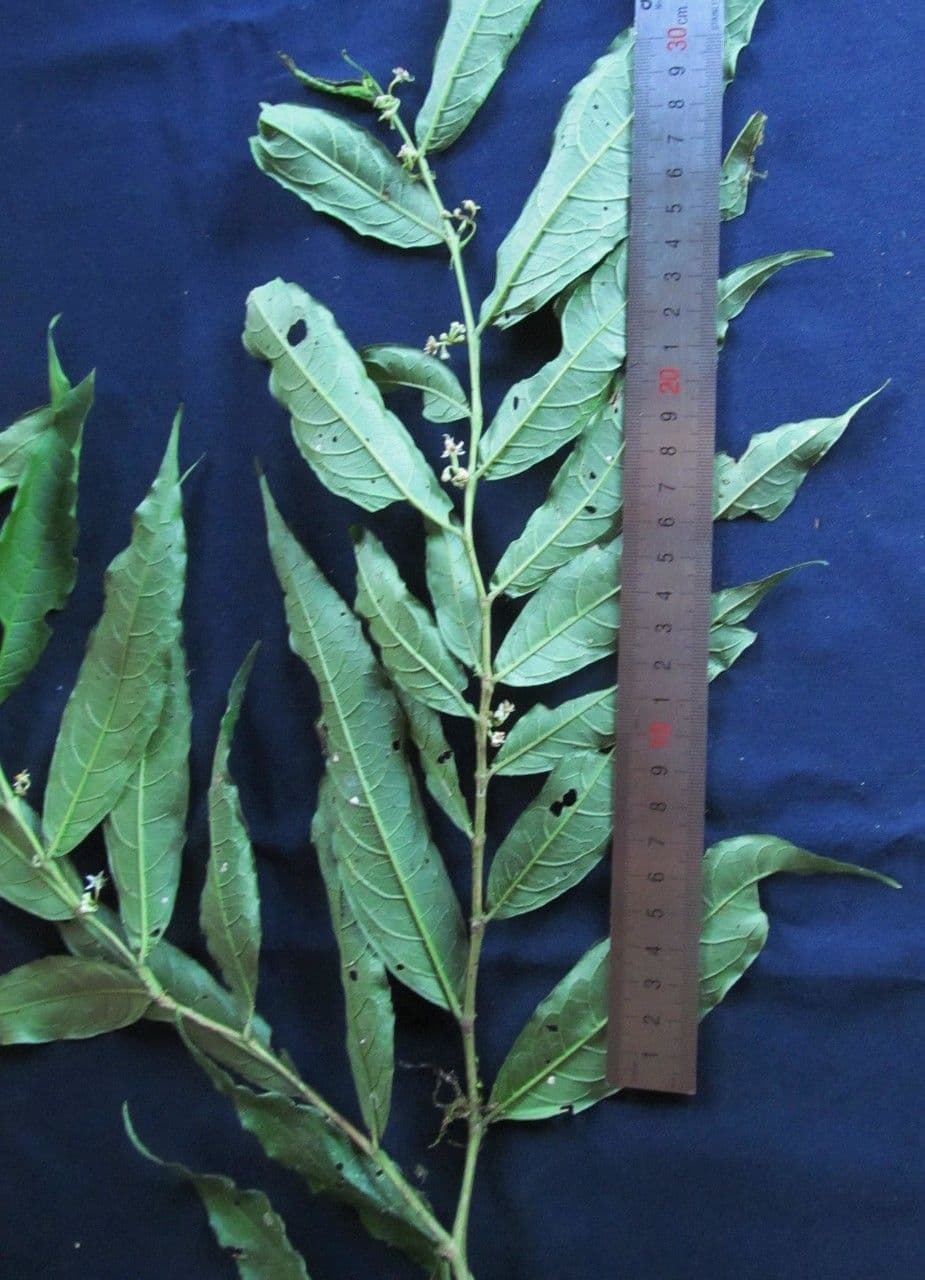 Solanum 2