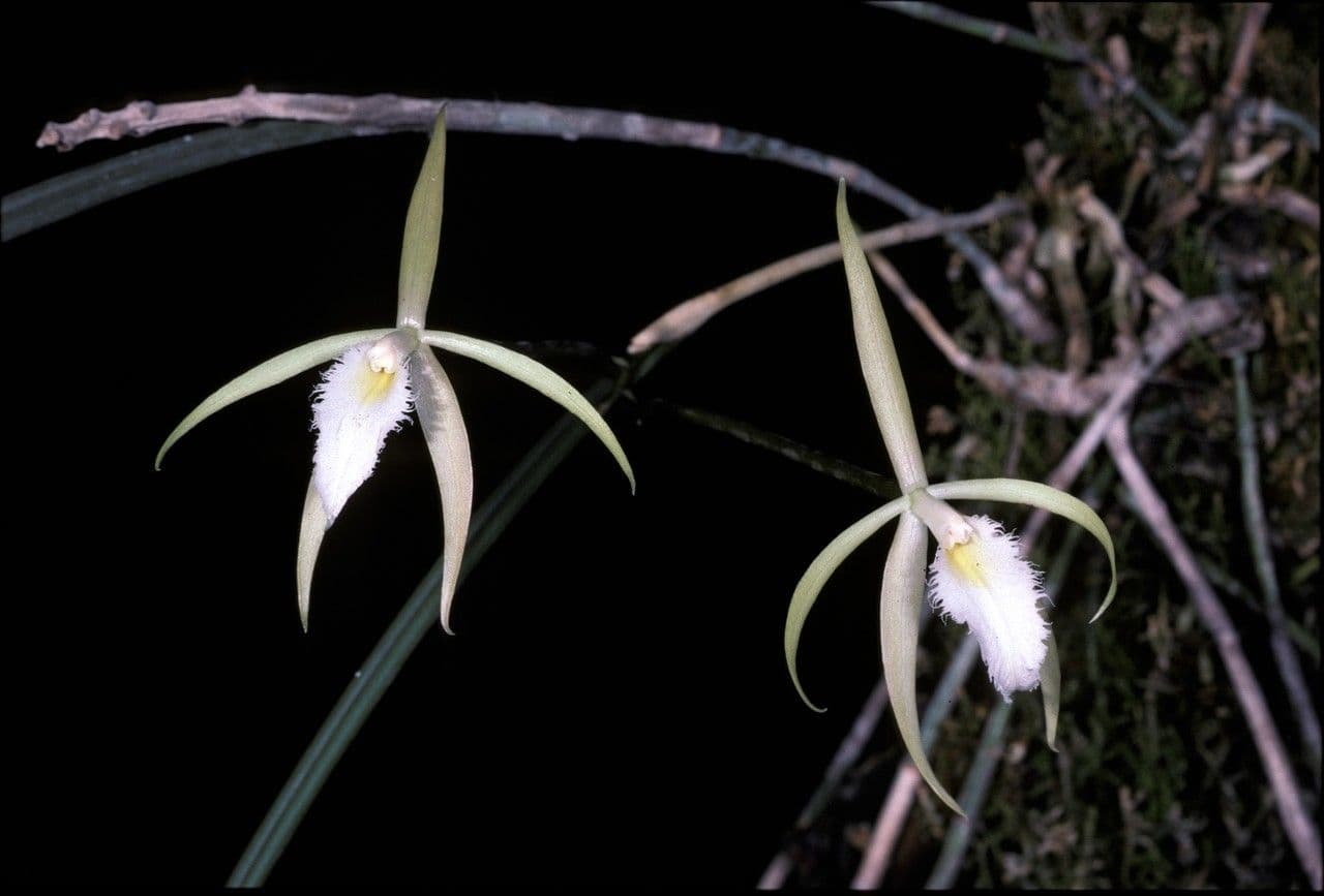 Brassavola 2
