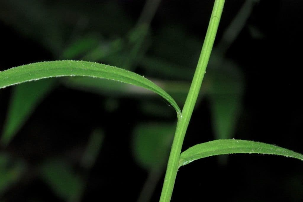 Lobelia spicata 19